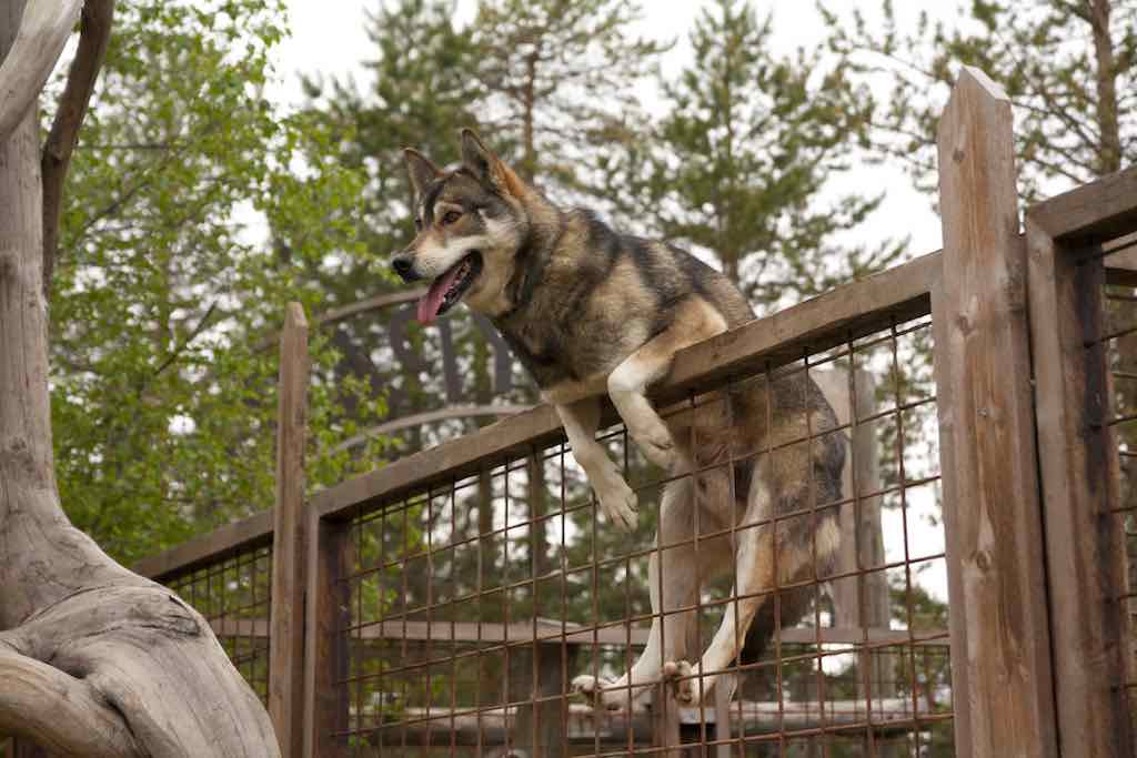 Siberian husky outlet electric fence