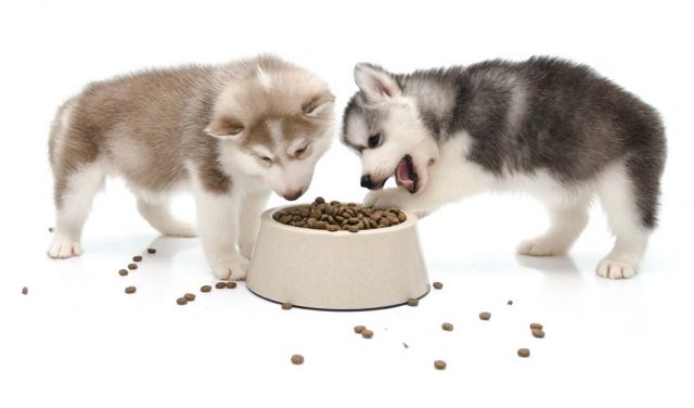 What did/do you feed your puppies? : r/husky