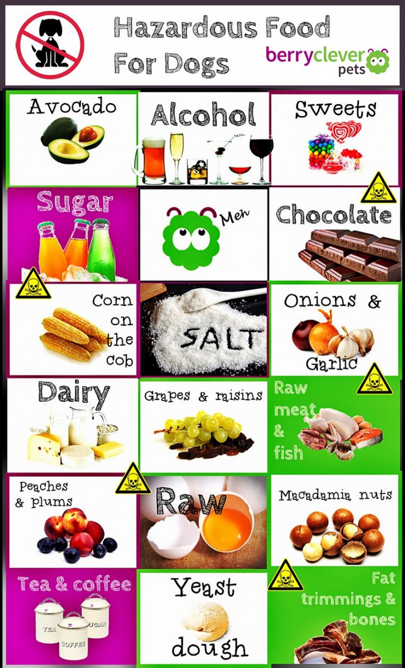 Hazardous Food for Dogs