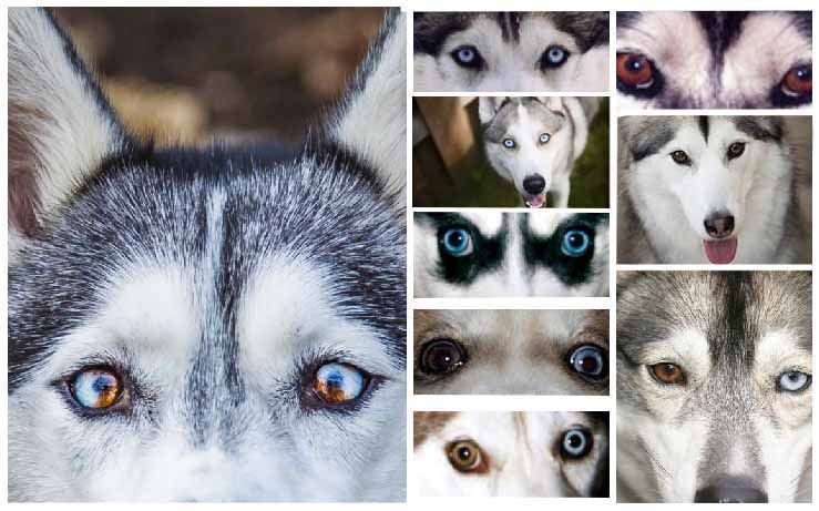 alaskan husky eye colors