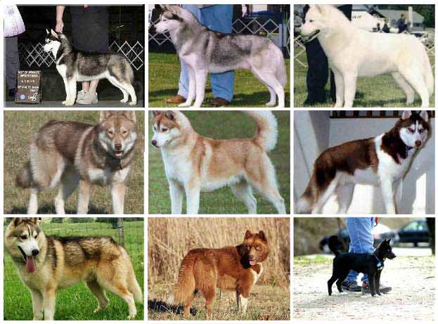 All kinds best sale of huskies