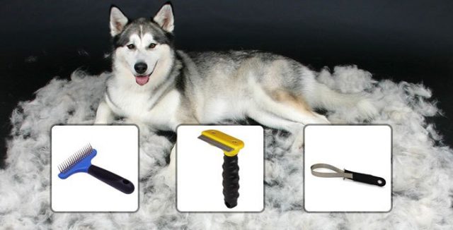 How to Groom Your Dog at Home | Husky Grooming Tips | Forever Husky
