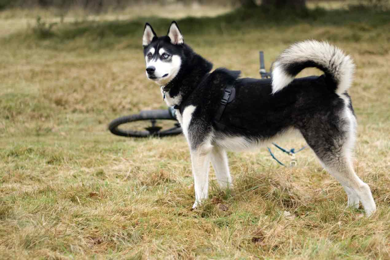 Siberian husky sale tail