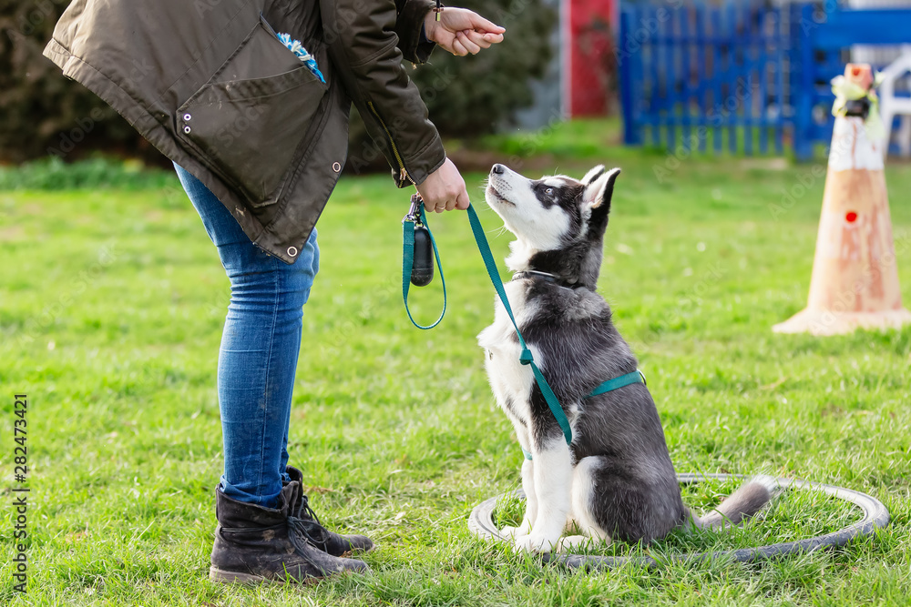 Best Siberian Husky Training Equipment