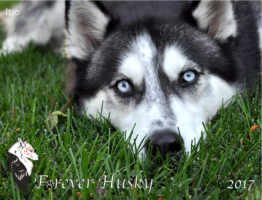 Forever Husky 2017 Calendar