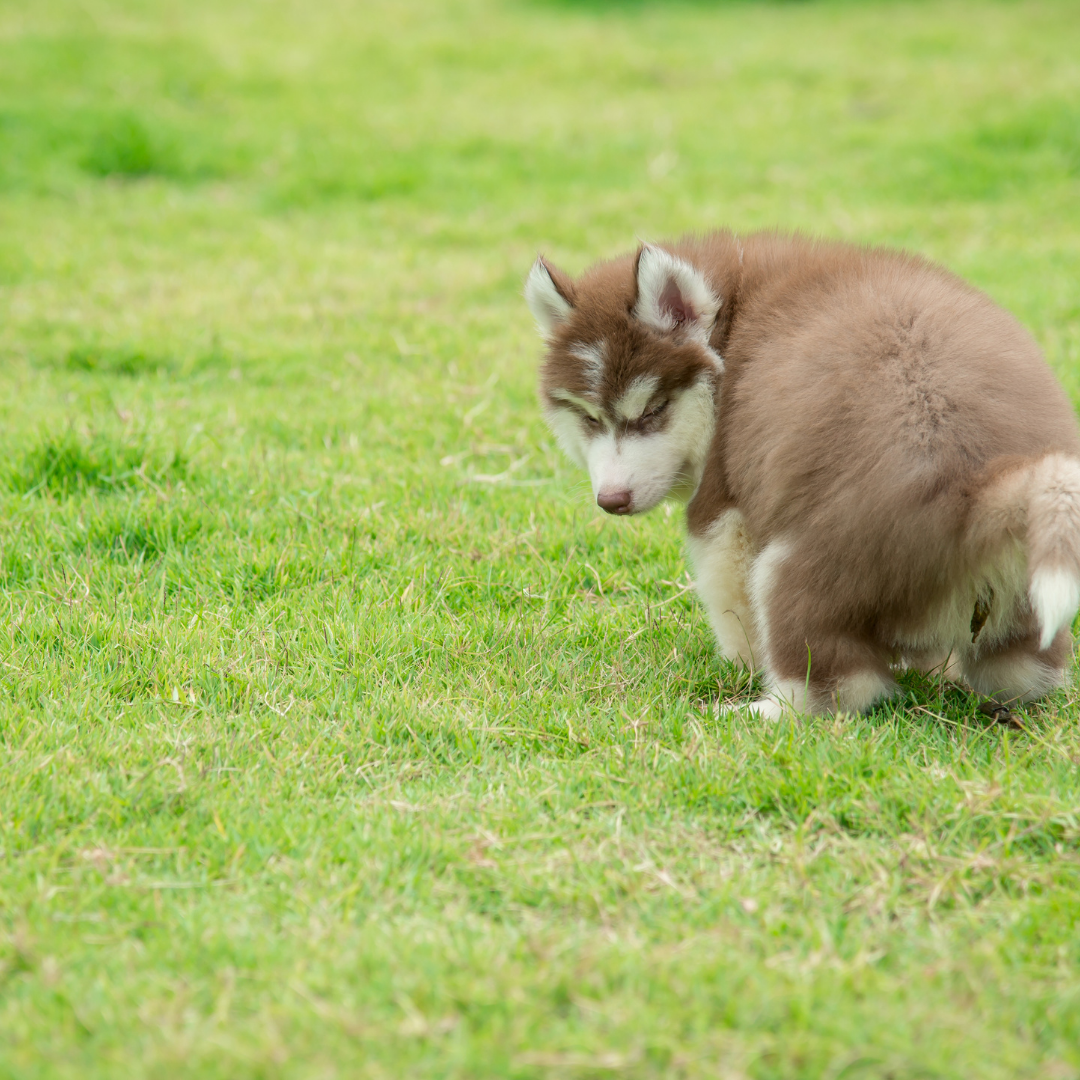 how fast can a male husky run