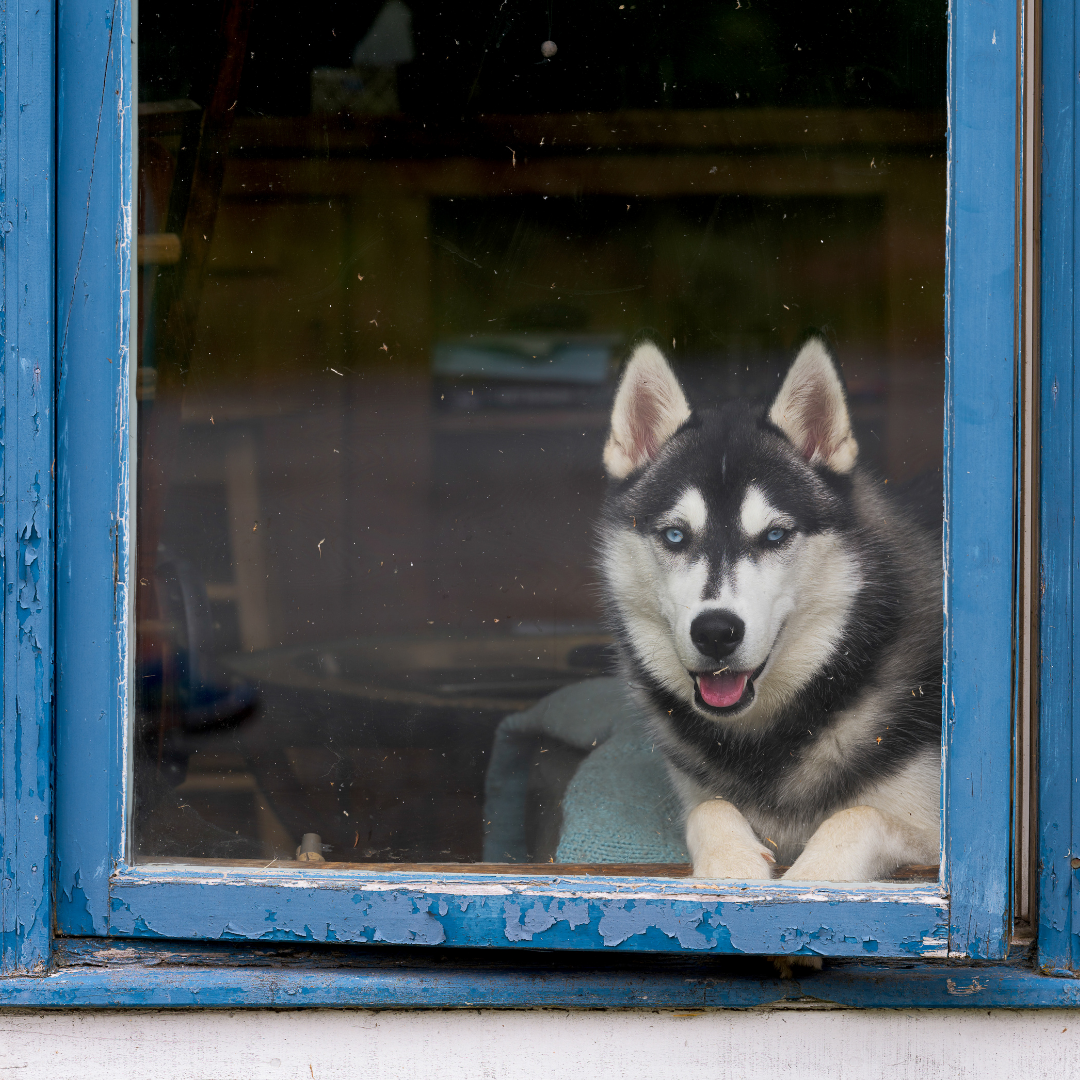 Ultimate Dog Guide for the Perfect In Home Husky | Forever Husky