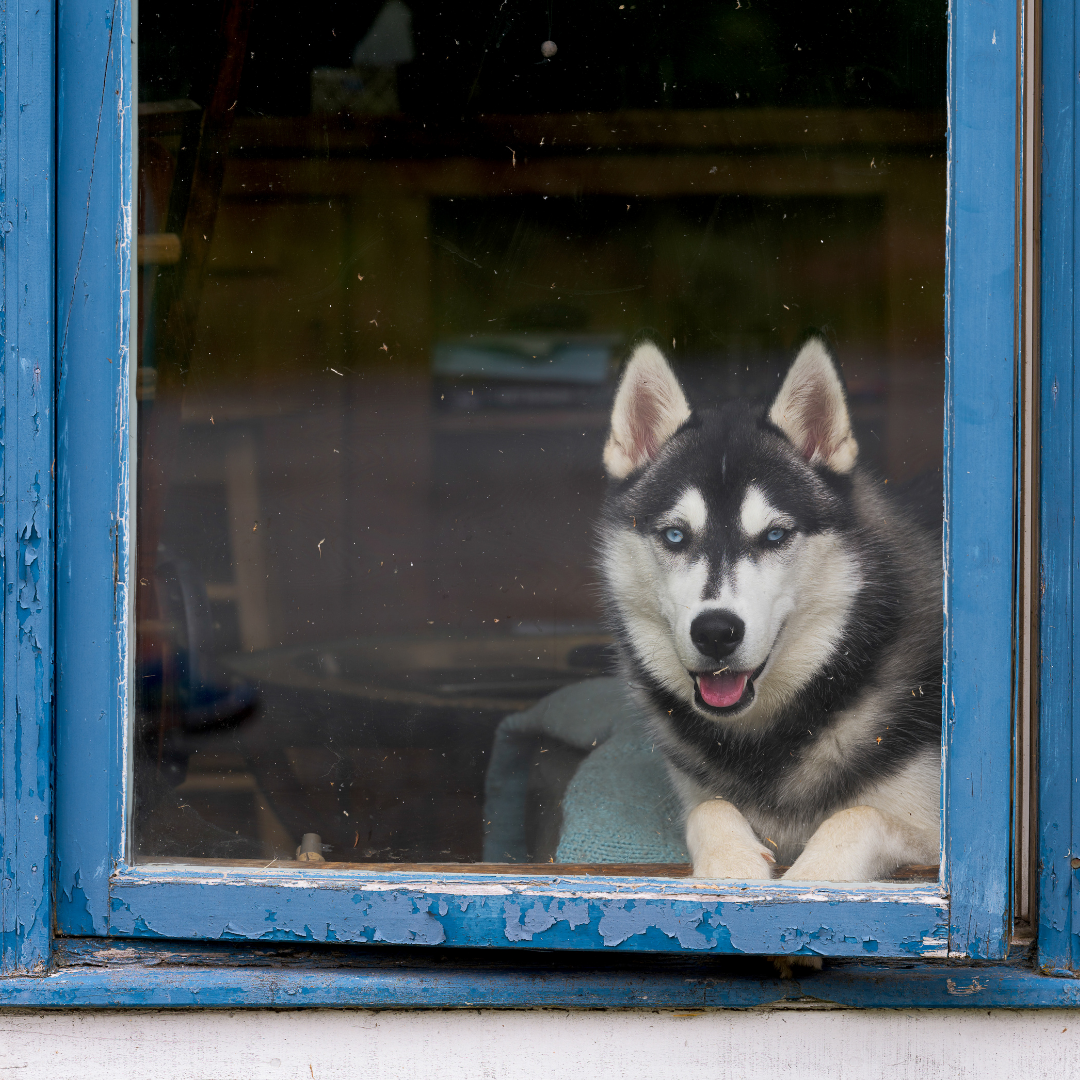 can husky puppies sleep outside