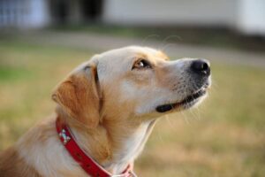 Yellow Labrador