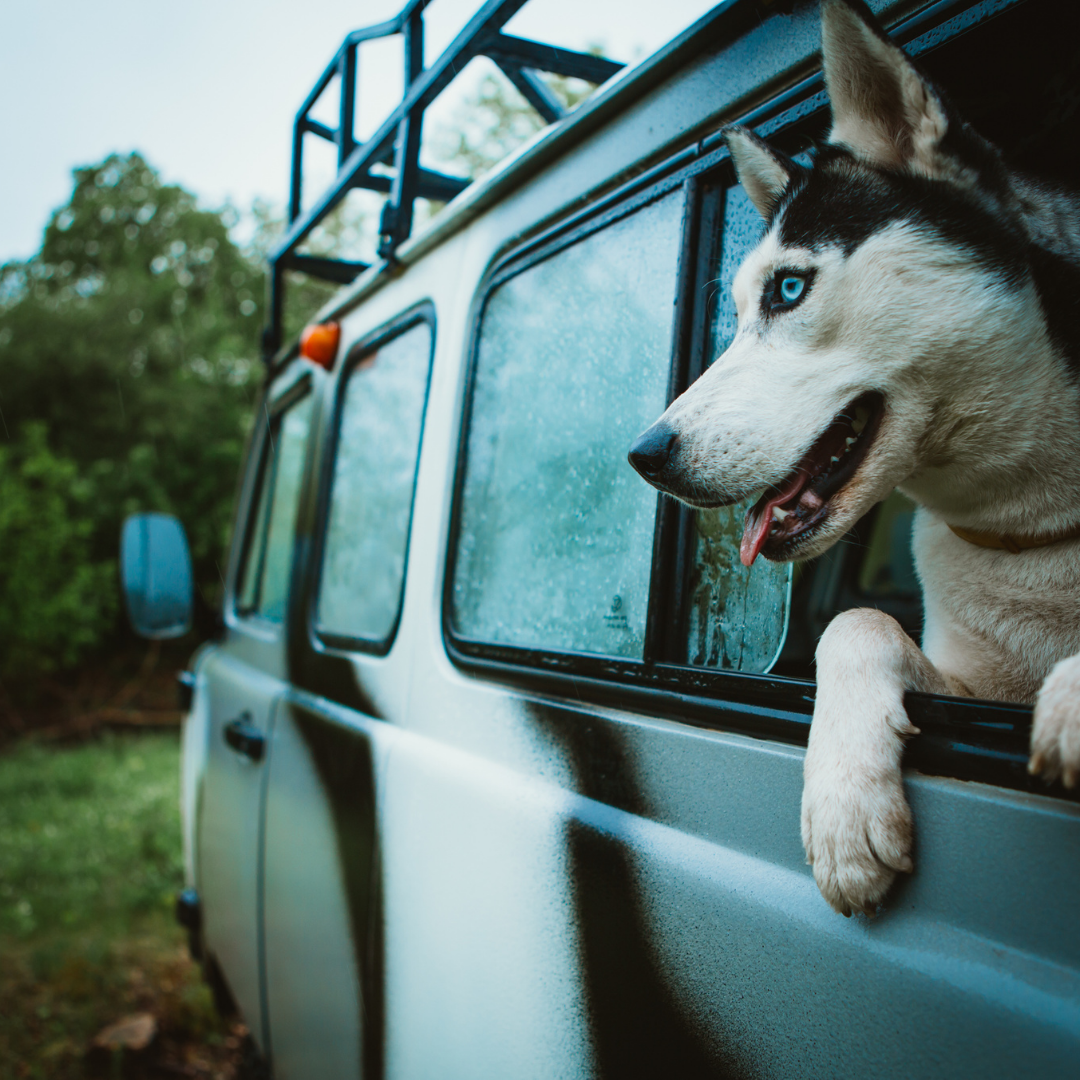 Traveling with your Siberian Husky