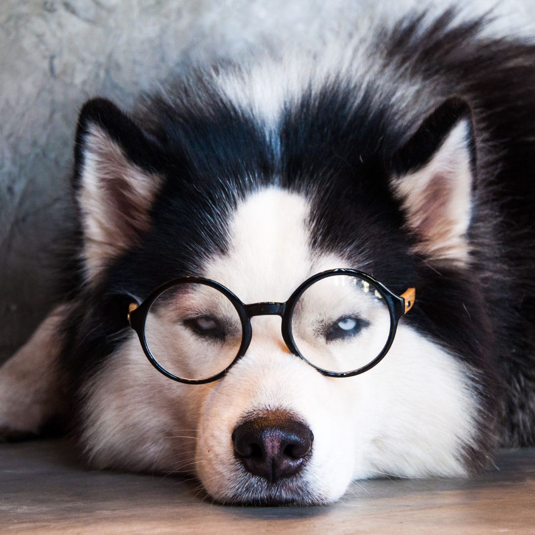 How smart are Huskies? | Forever Husky