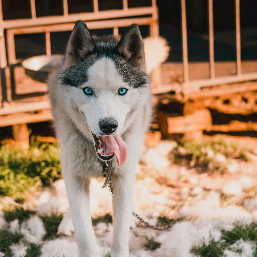 Husky clearance shedding coat