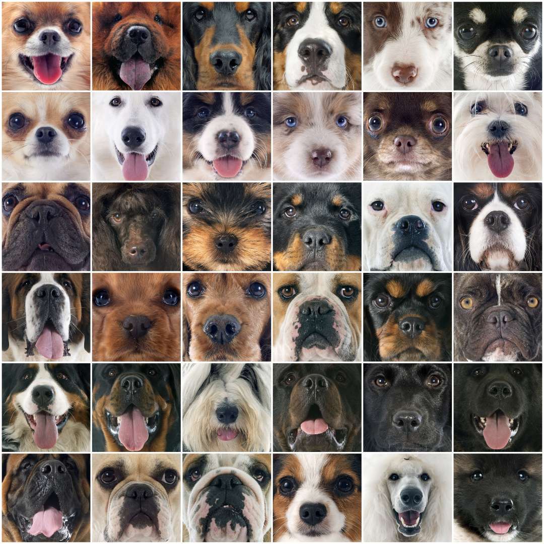 How Many Breeds of Dogs are There