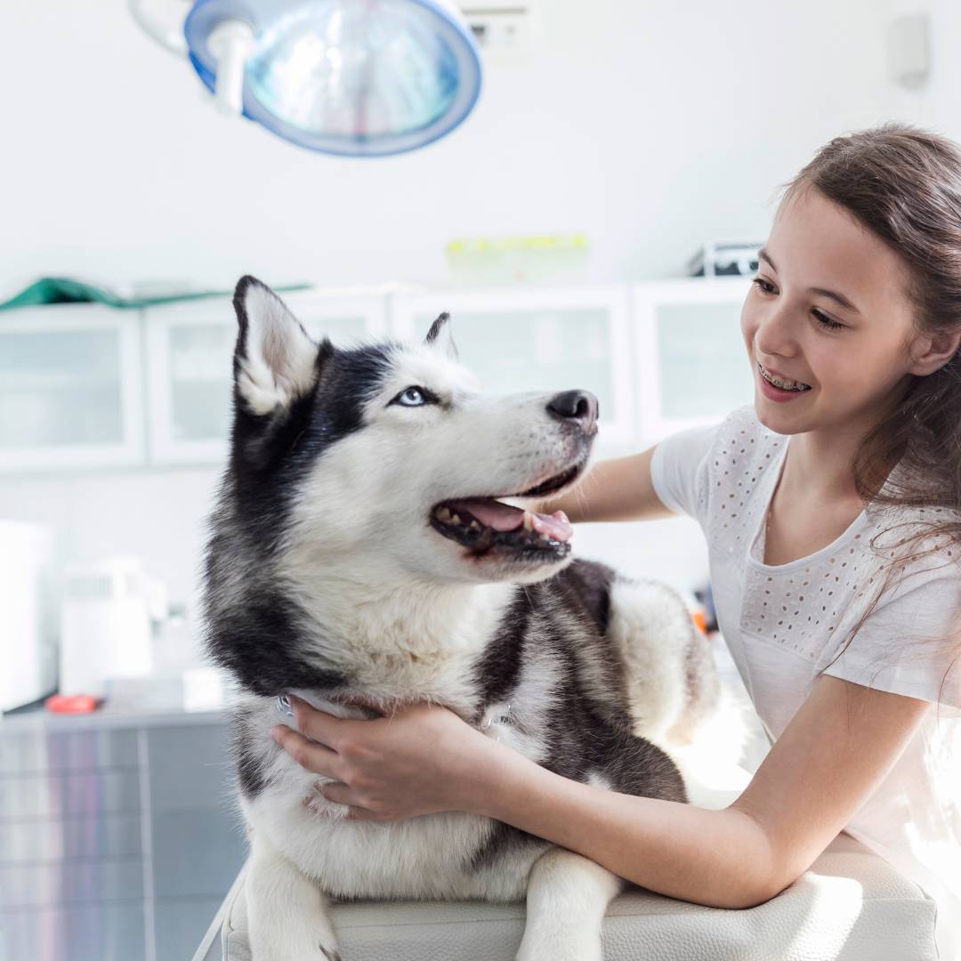 Husky at Vet