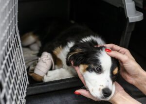 Ongoing Fundraising for Non- profit Dog Rescues