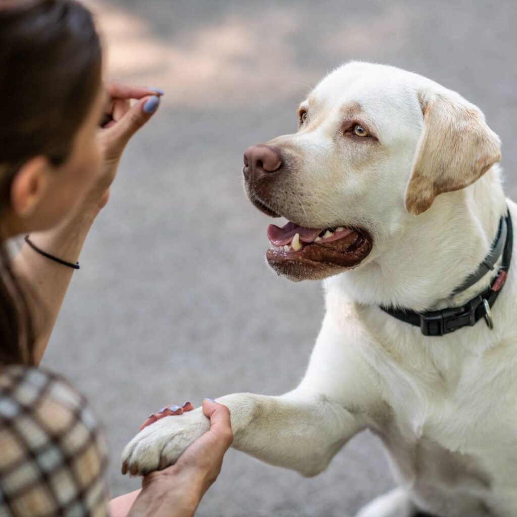 Dog shaking hands with owner