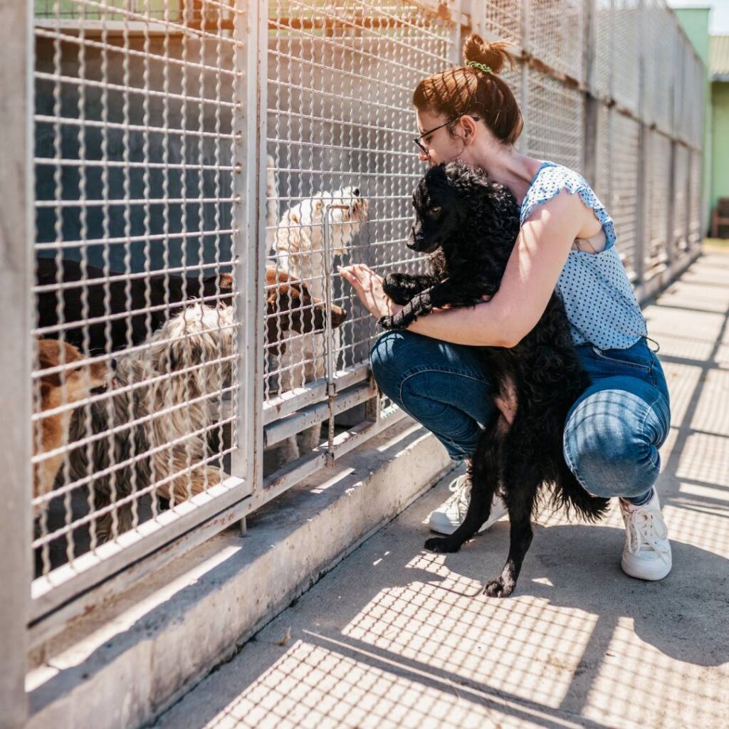 Dog meeting other dogs at rescue